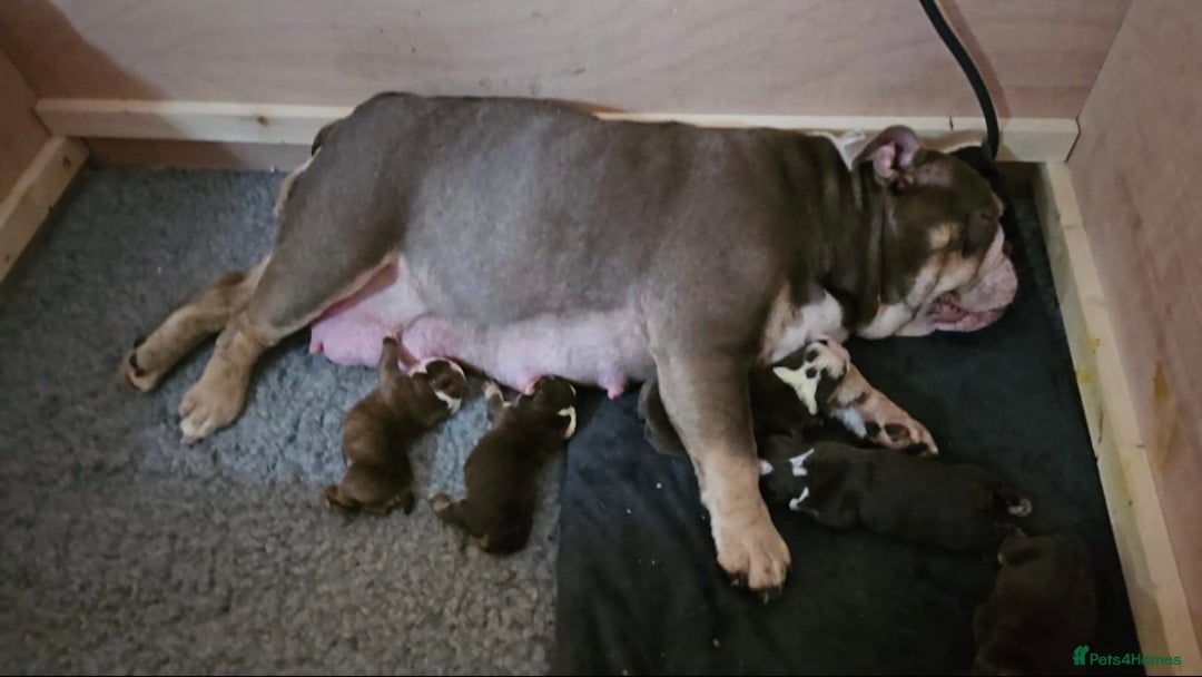 English Bulldog dogs for sale: English Bulldog puppie- Chocolate/tan & Brindle - Image 16