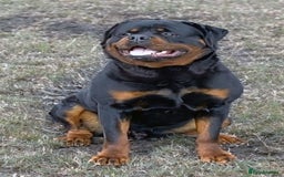 Rottweiler dogs for sale: Quality Rottweiler puppies - Image 2