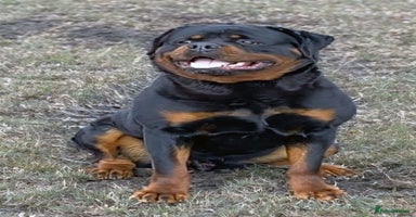 Rottweiler dogs - Advert 14