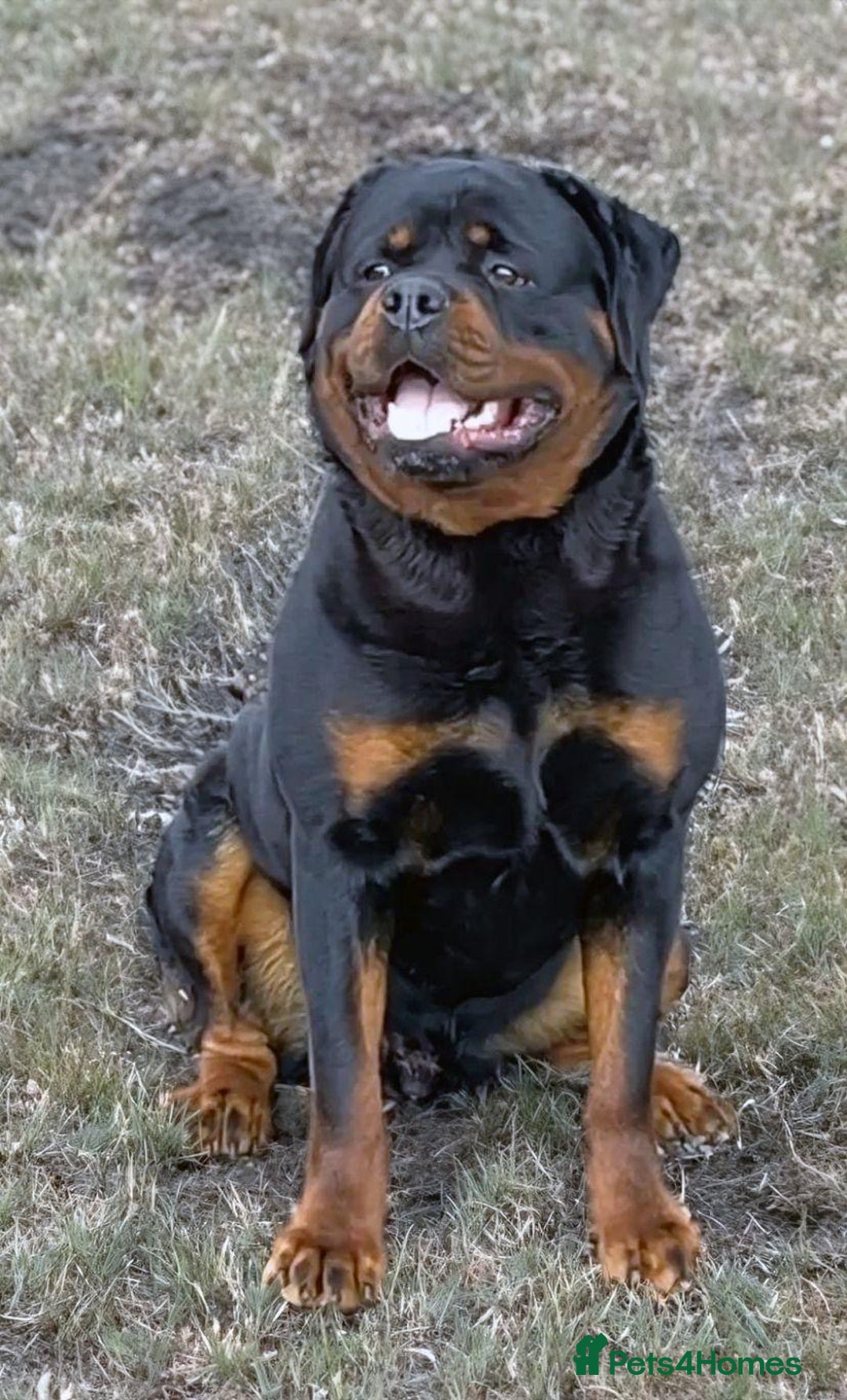Rottweiler dogs for sale: Quality Rottweiler puppies - Image 2