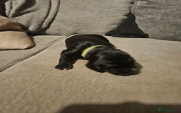 Cocker Spaniel dogs for sale: Beautiful cocker spaniel pups - Image 3