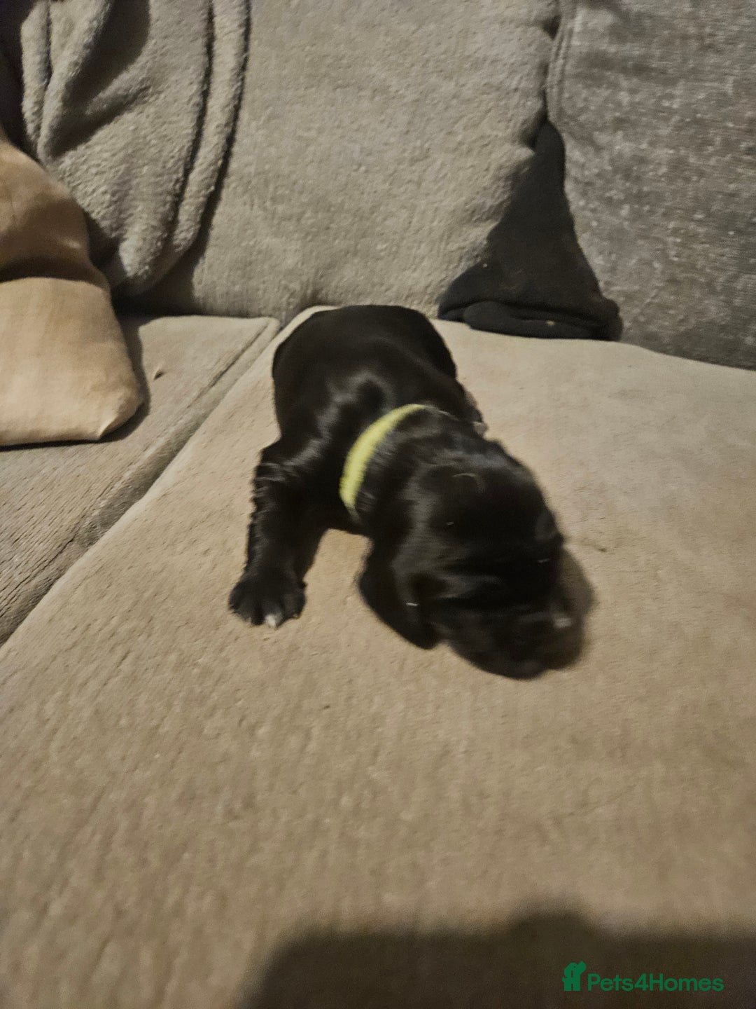 Cocker Spaniel dogs for sale: Beautiful cocker spaniel pups - Image 3