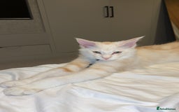 Maine Coon cats for sale: Stunning Red Smoke Male Maine Coon - Image 3