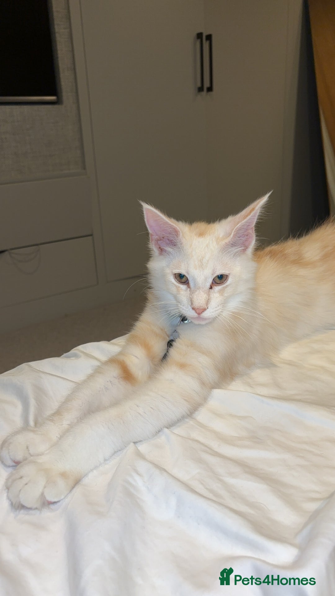 Maine Coon cats for sale: Stunning Red Smoke Male Maine Coon - Image 3