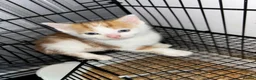 Mixed Breed cats for sale: Grey/ blue eyes ginger / white kittten  - Advert 3