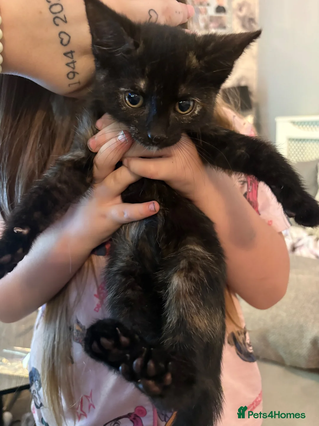 Mixed Breed cats for sale: 2 kittens female and male - Advert 2