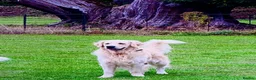 Golden Retriever dogs for sale: Golden Retriever KC Reg Puppy - Champ Lines - Advert 7