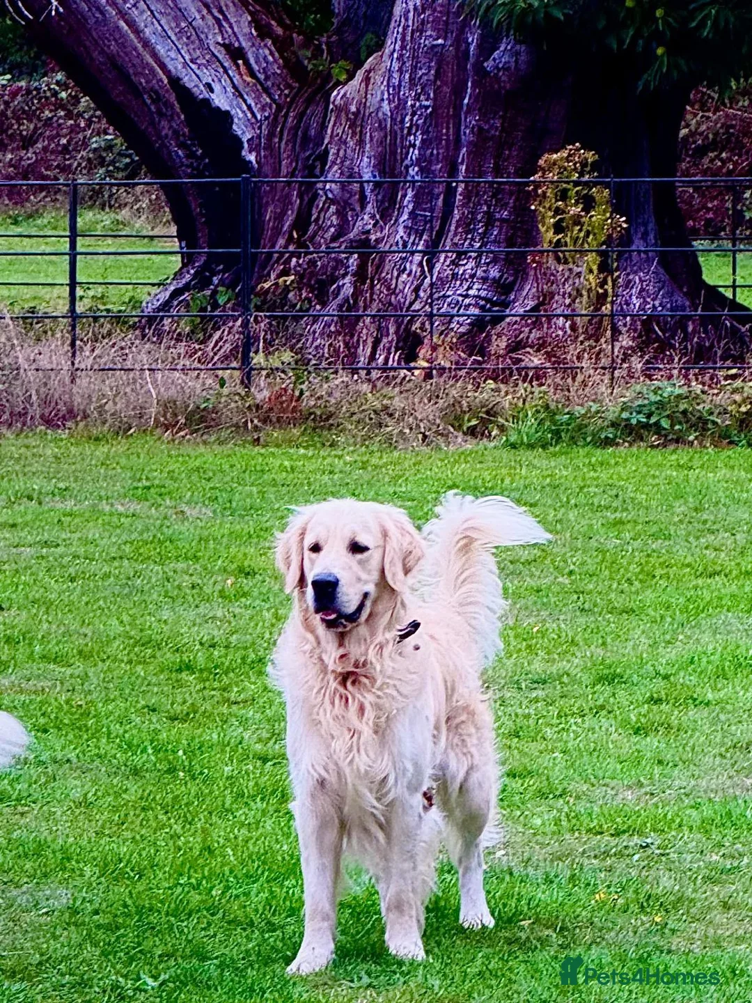 Golden Retriever dogs for sale: Golden Retriever KC Reg Puppy - Champ Lines - Advert 7