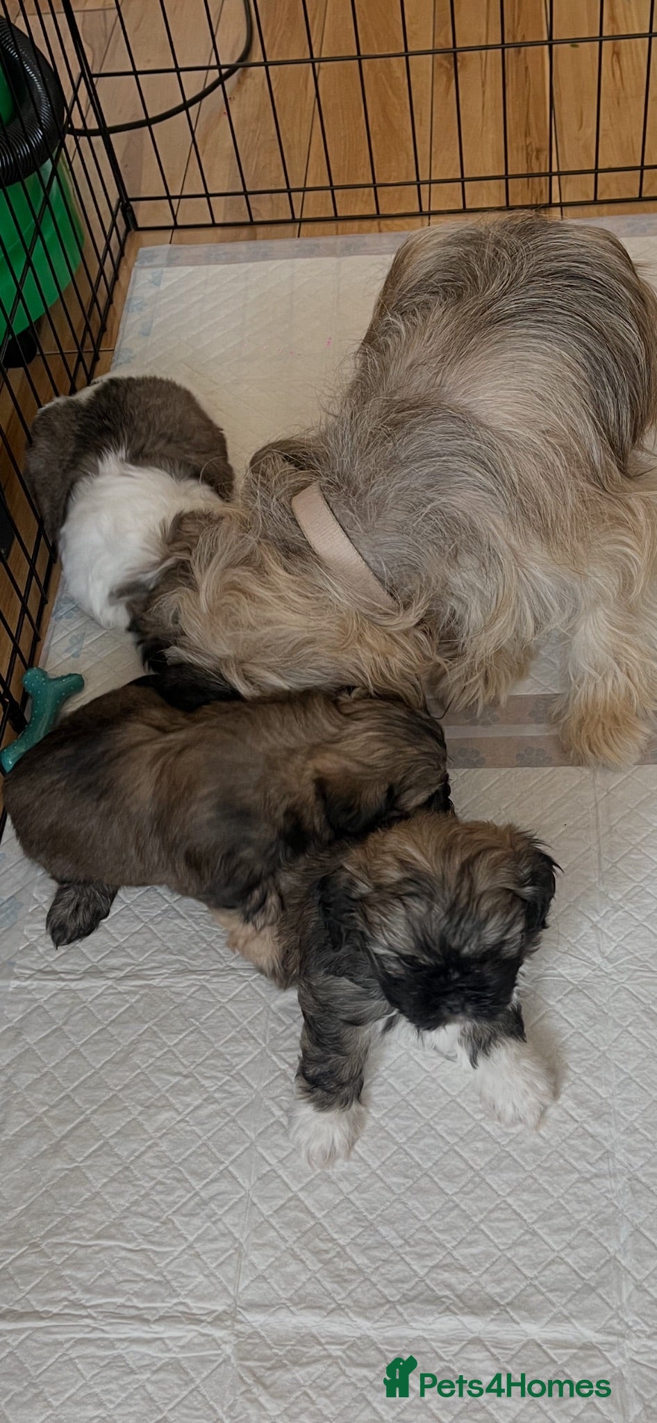 Shih Tzu dogs Shihtzu puppies 6 week old - Advert 1