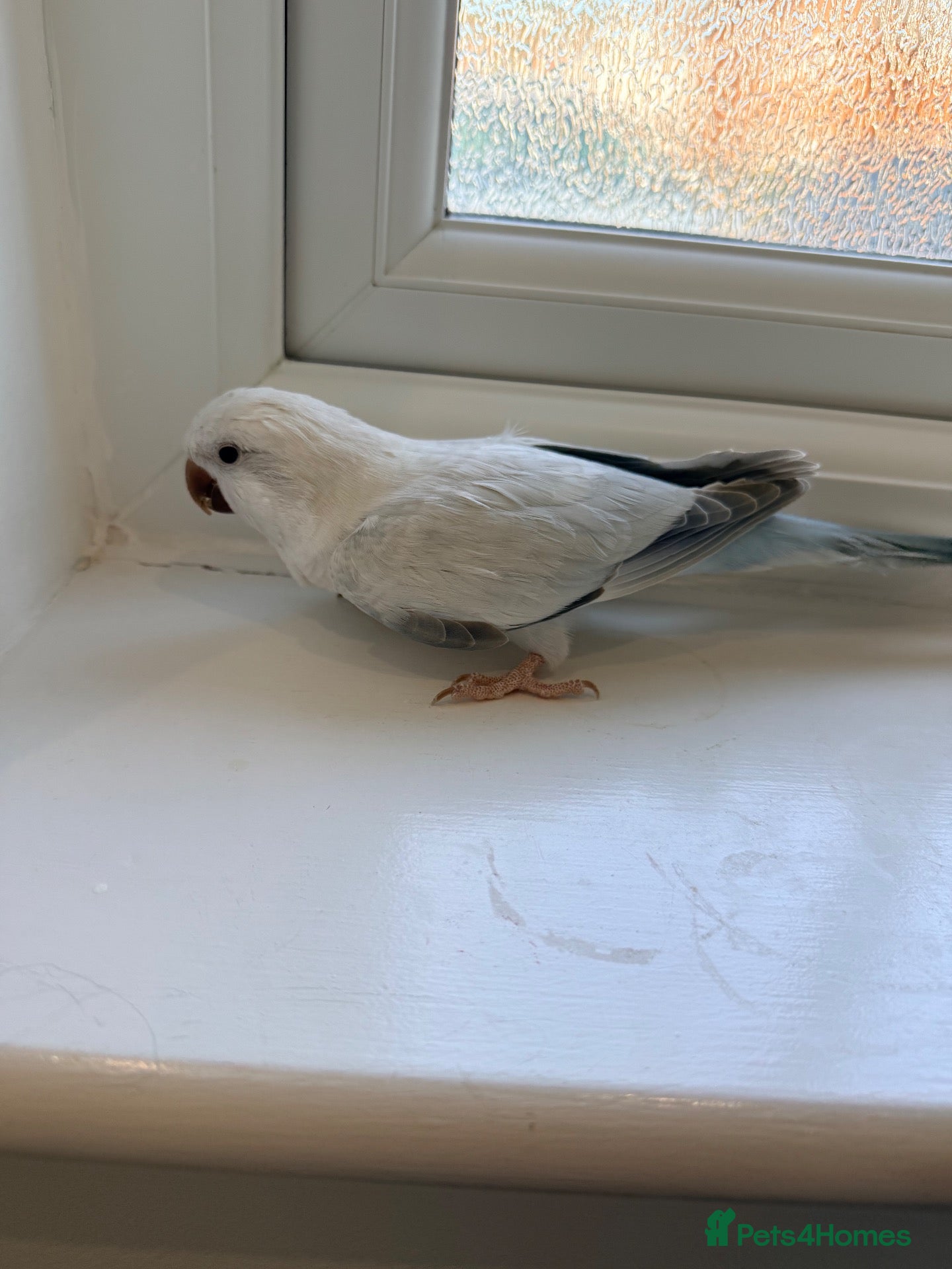 Cockatiels birds BEAUTIFUL YOUNG QUAKER / MONK PARROT BIRDS - Advert 23