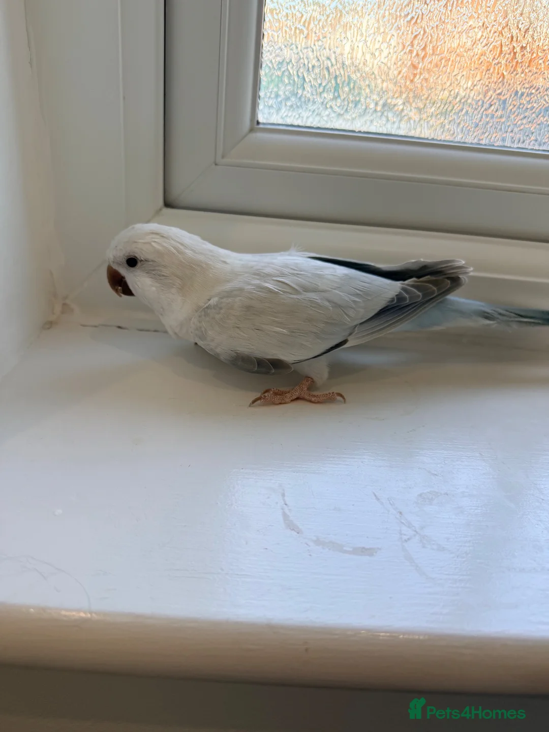 Cockatiels birds for sale: BEAUTIFUL YOUNG QUAKER / MONK PARROT BIRDS - Advert 1