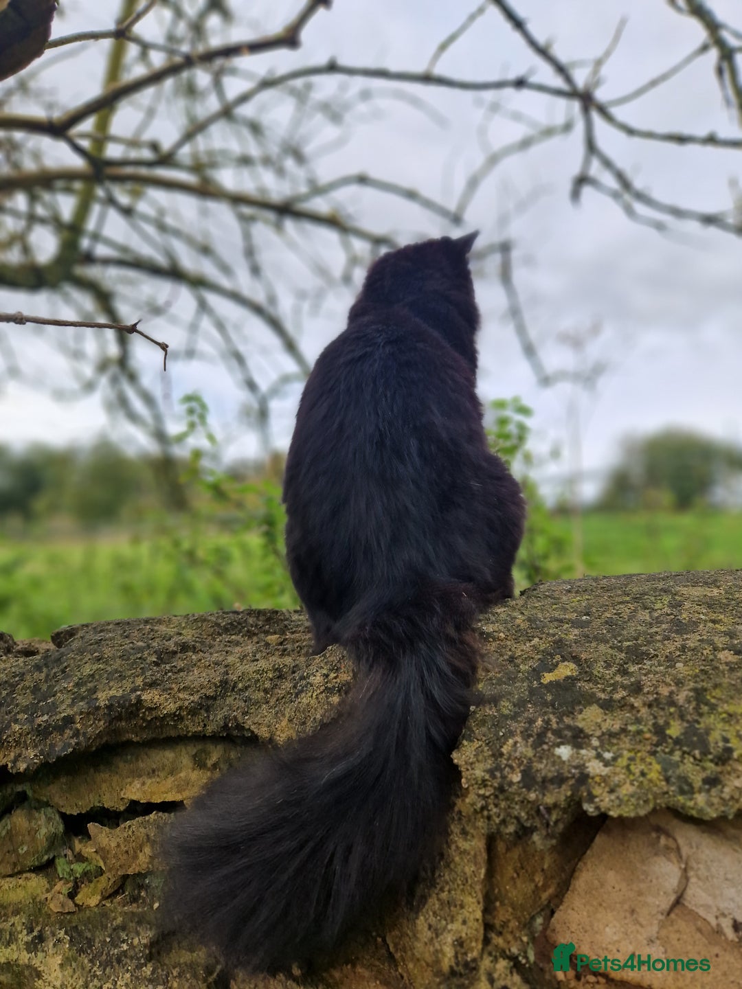 Maine Coon cats for sale: Maine coon mixed breed - Image 4