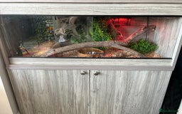 Python Snake reptiles for sale: Ball python  - Image 4