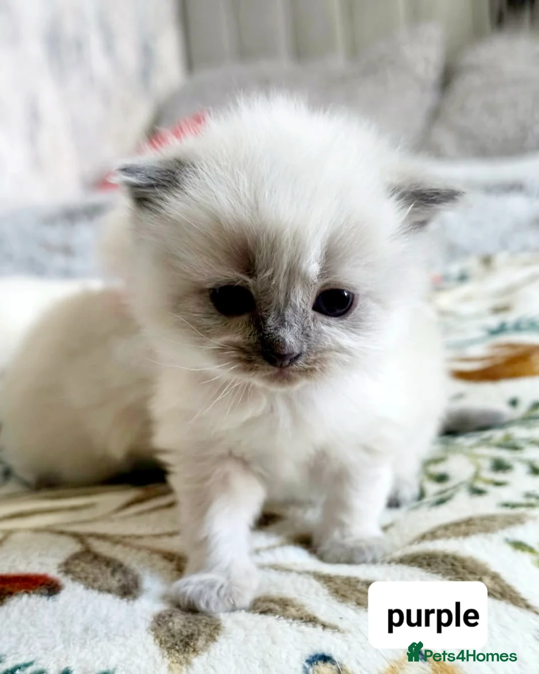 Ragdoll cats for sale: Pure ragdoll kitten - Advert 23