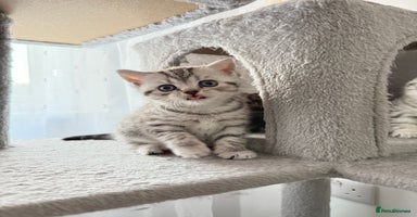 Scottish Fold cats 🐾 Adorable Scottish Straight kittens  - Advert 3