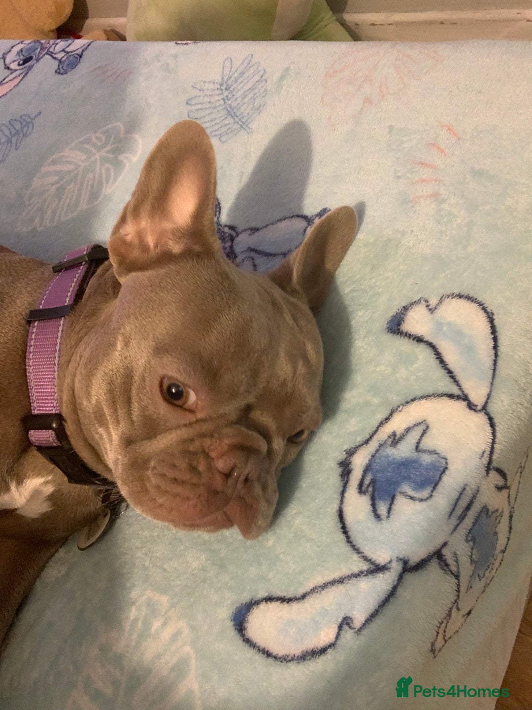 French Bulldog dogs for sale: French bulldog  - Advert 2