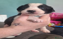 Sprollie dogs for sale: Sprollies - Image 30