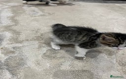 Mixed Breed cats for sale: Mixed breed kittens - Image 9