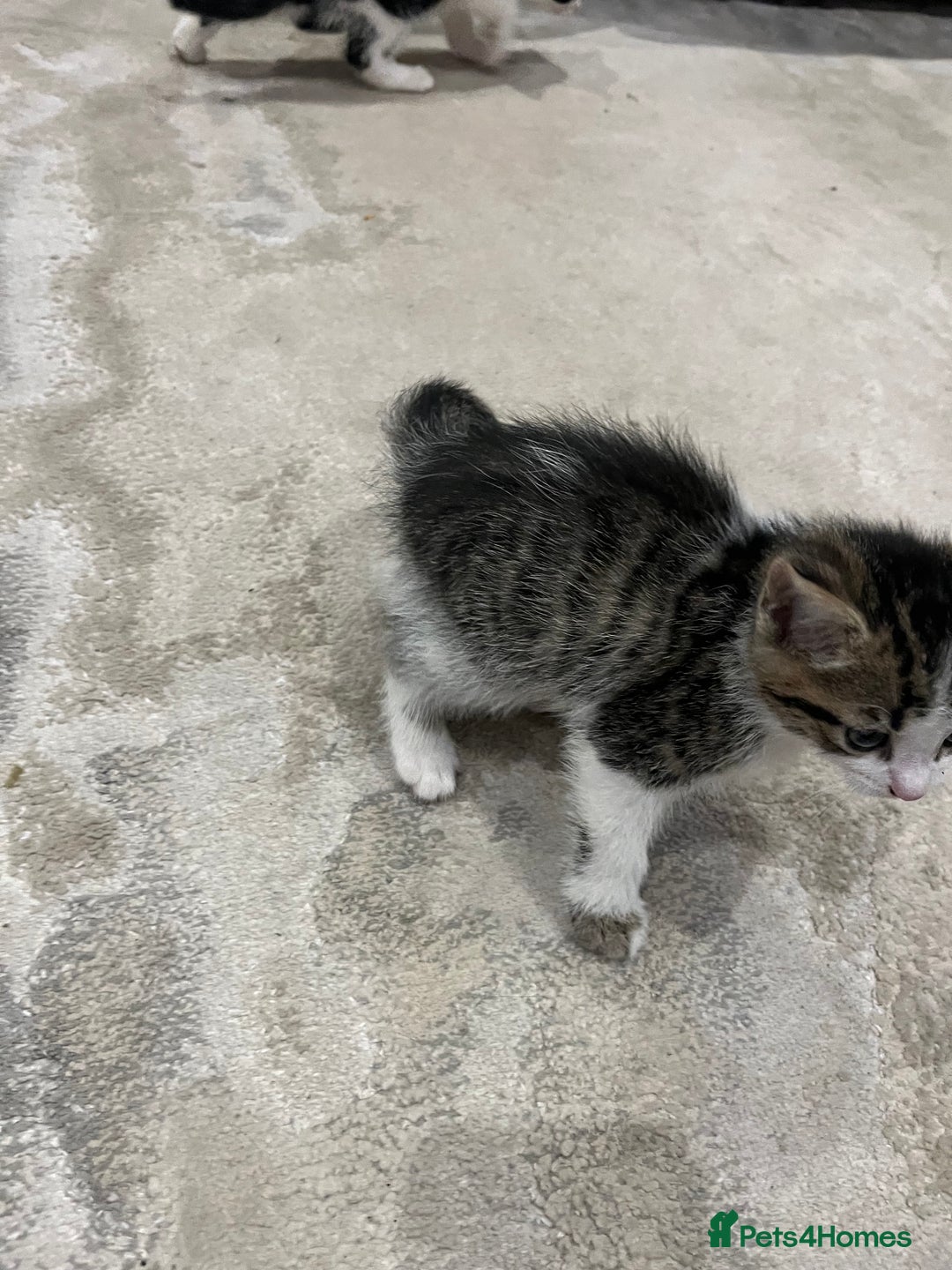 Mixed Breed cats for sale: Mixed breed kittens - Image 9