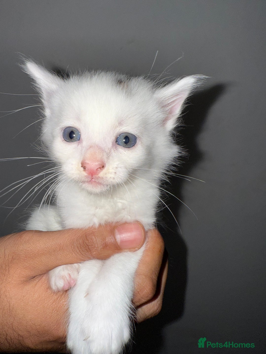 Bengal cats for sale: Bengal x Turkish Angora Kittens - Image 1