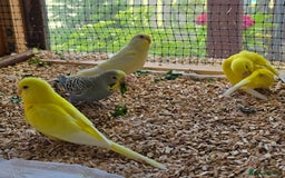 Budgerigars birds for sale: Yellow Lutino budgies. - Image 18