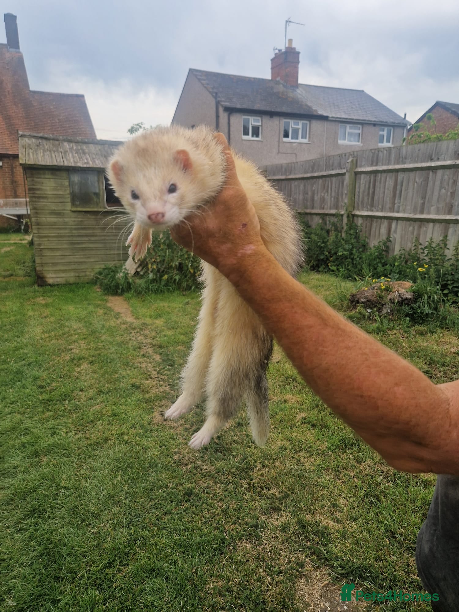 Ferret rodents Young handed hob  - Advert 3