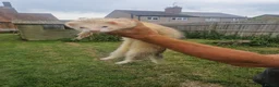 Ferret rodents for sale: Young handed hob  - Advert 1