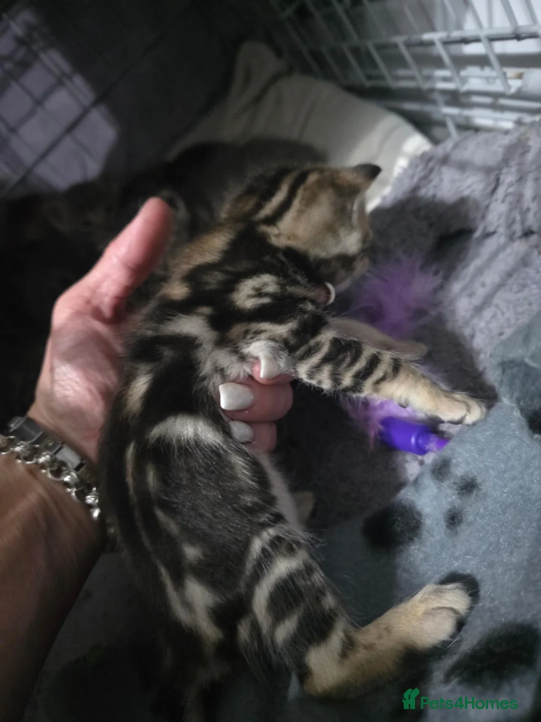 Bengal cats for sale: Bengal mix kittens - Advert 40