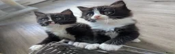 Ragdoll cats for sale: Ragdoll kittens - Advert 30