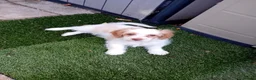 Mixed Breed dogs for sale: Adorable 11 Week Old Female Cavapoochon Puppy - Advert 4