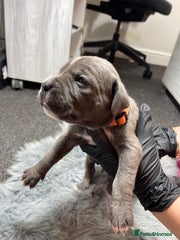 Cane Corso Puppy 9