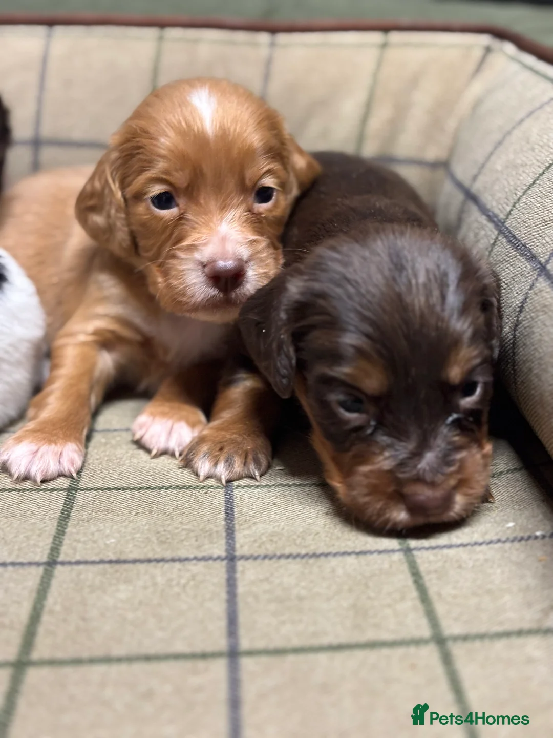 Cocker Spaniel dogs for sale: Stunning Cocker Spaniel Puppies  - Advert 6