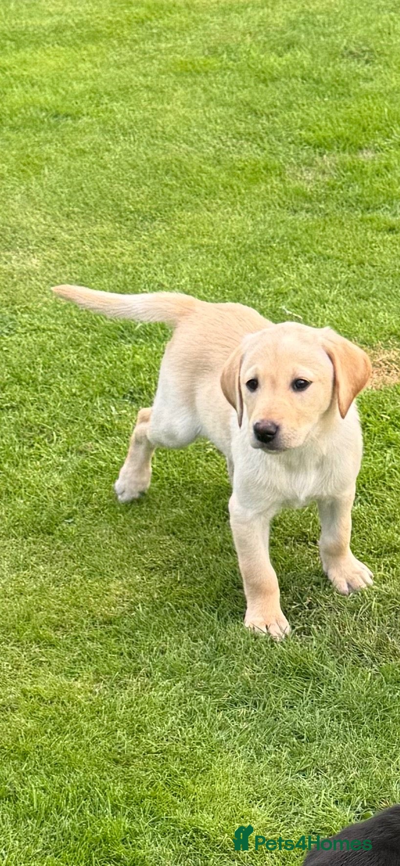Labrador Retriever dogs Superb Working Labrador Puppies - Advert 2