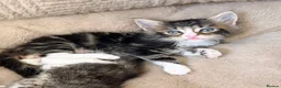 Maine Coon cats for sale: Reduced ✨Maine coon cross male  - Advert 6