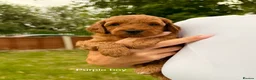 Cockapoo dogs for sale: Red & Sable F1B Cockapoos 🐶  - Advert 16