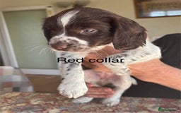 English Springer Spaniel dogs for sale: KC Springer Spaniel puppies 3 x girls available  in Hereford - Image 24