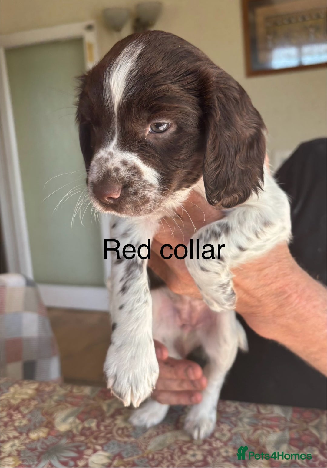 English Springer Spaniel dogs for sale: KC Springer Spaniel puppies 3 x girls available  in Hereford - Image 24