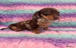 Miniature Dachshund dogs for sale: Miniature Dachshund Boys and Girls From £700 - Image 13
