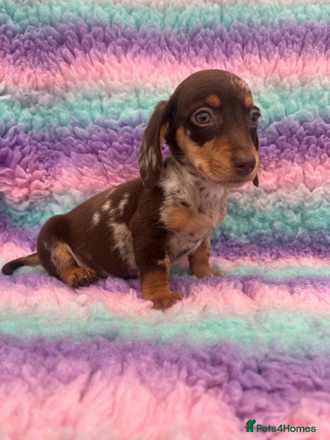 Miniature Dachshund dogs for sale: Miniature Dachshund Boys and Girls From £700 - Image 13
