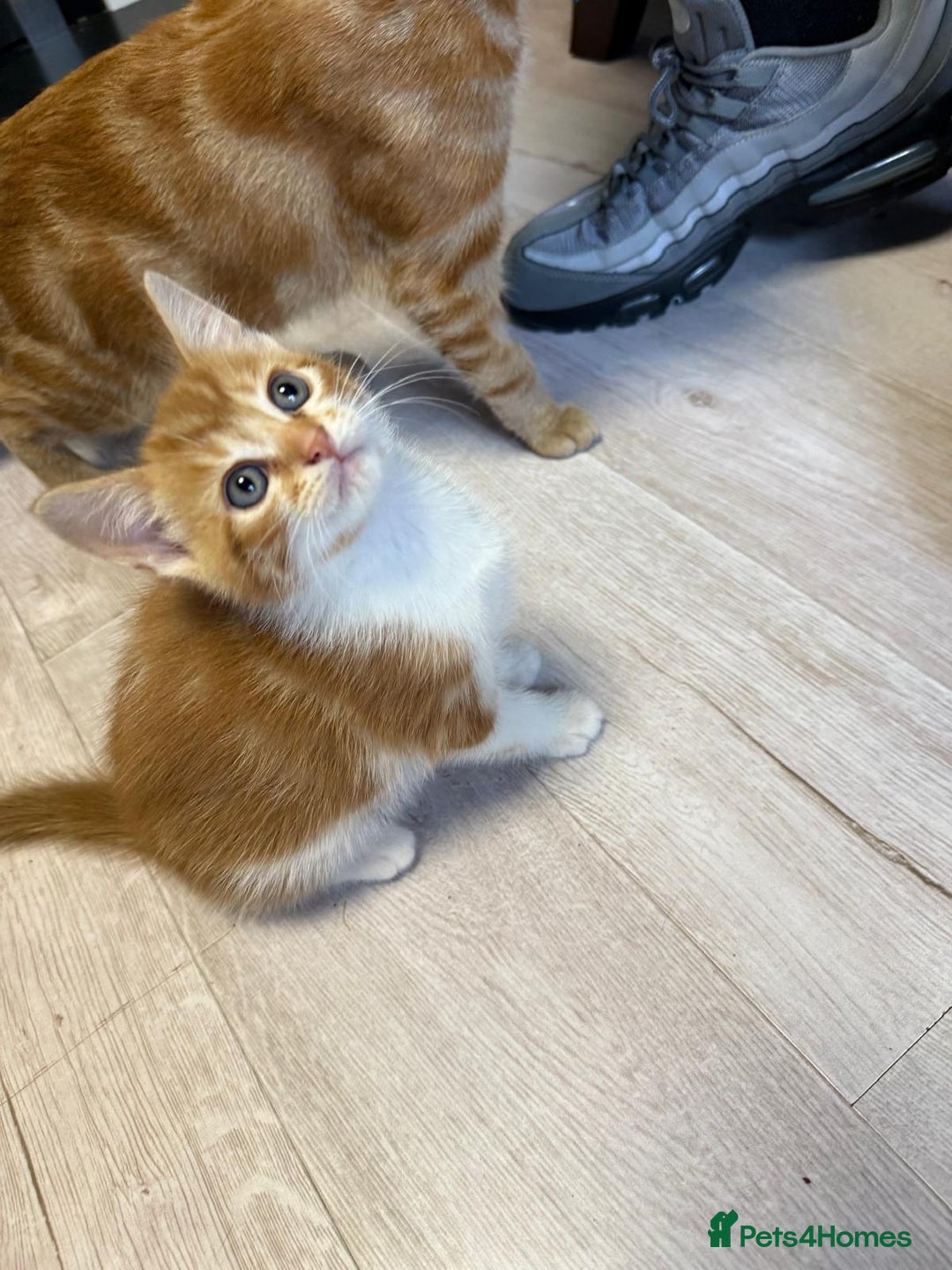 Mixed Breed cats for sale: 5 beautiful 11week old kittens for sale - Advert 12