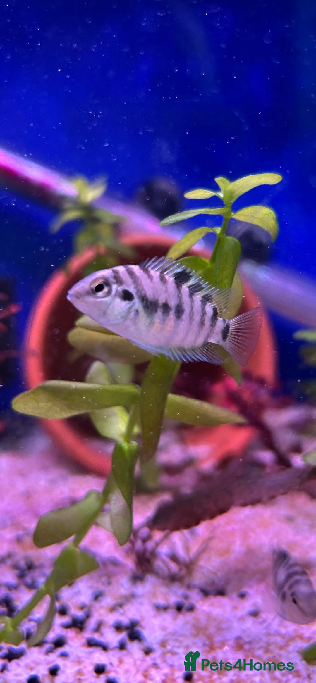 Cichlids fish for sale: 9 convict cichlids  - Advert 1