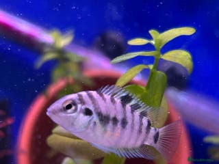 Cichlids fish 9 convict cichlids - Advert 10