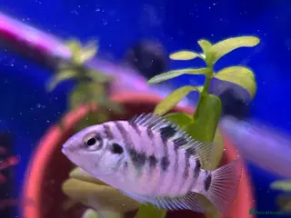 Cichlids fish 9 convict cichlids - Advert 12