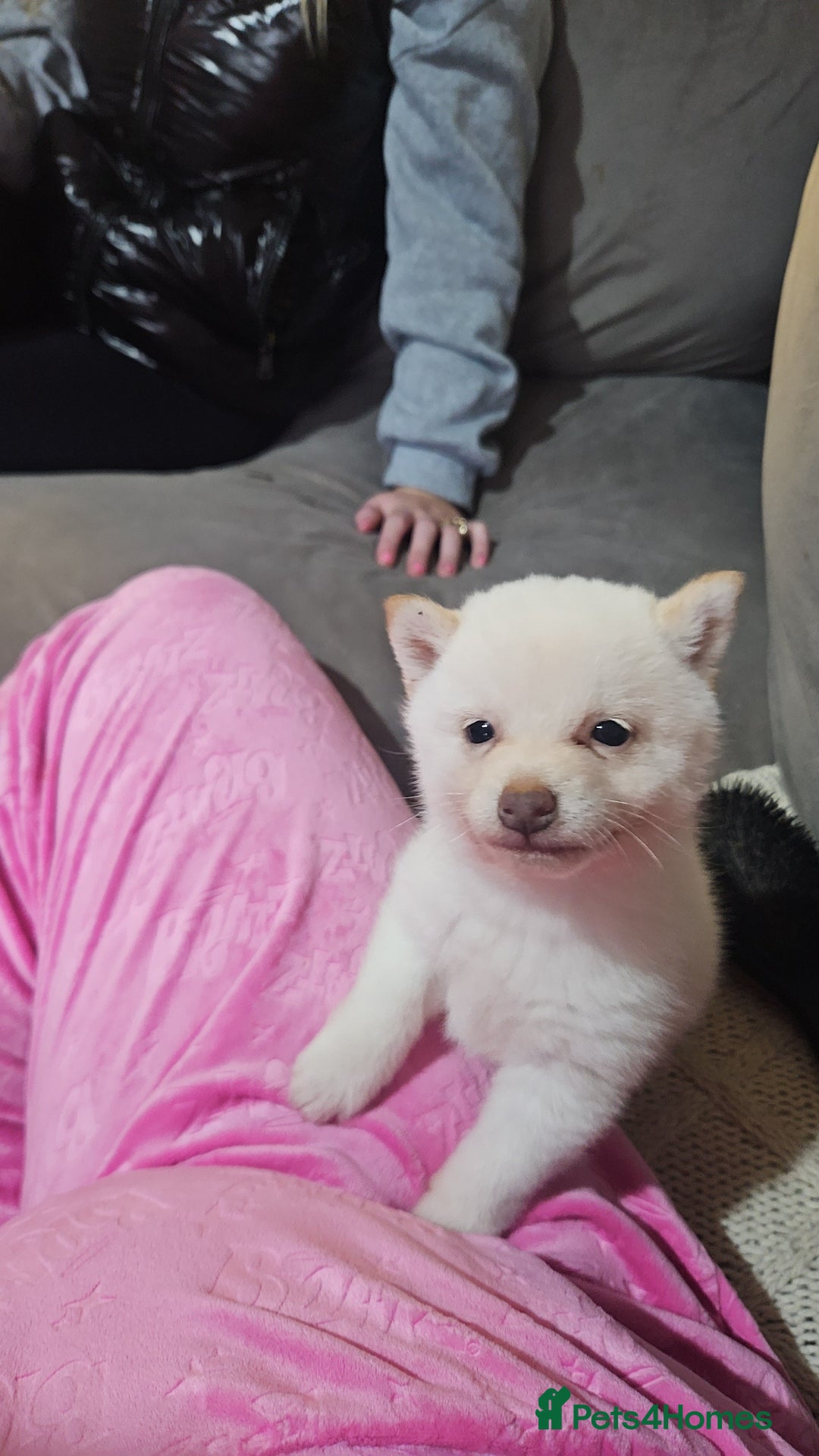 Japanese Shiba Inu dogs for sale: Japanese shiba Inu Puppy  - Advert 1