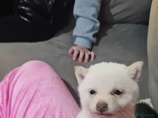 Japanese Shiba Inu dogs Japanese shiba Inu Puppy - Advert 7