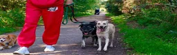 Mixed Breed dogs for adoption: Ivy - Norwich Norfolk  in Norwich - Advert 17