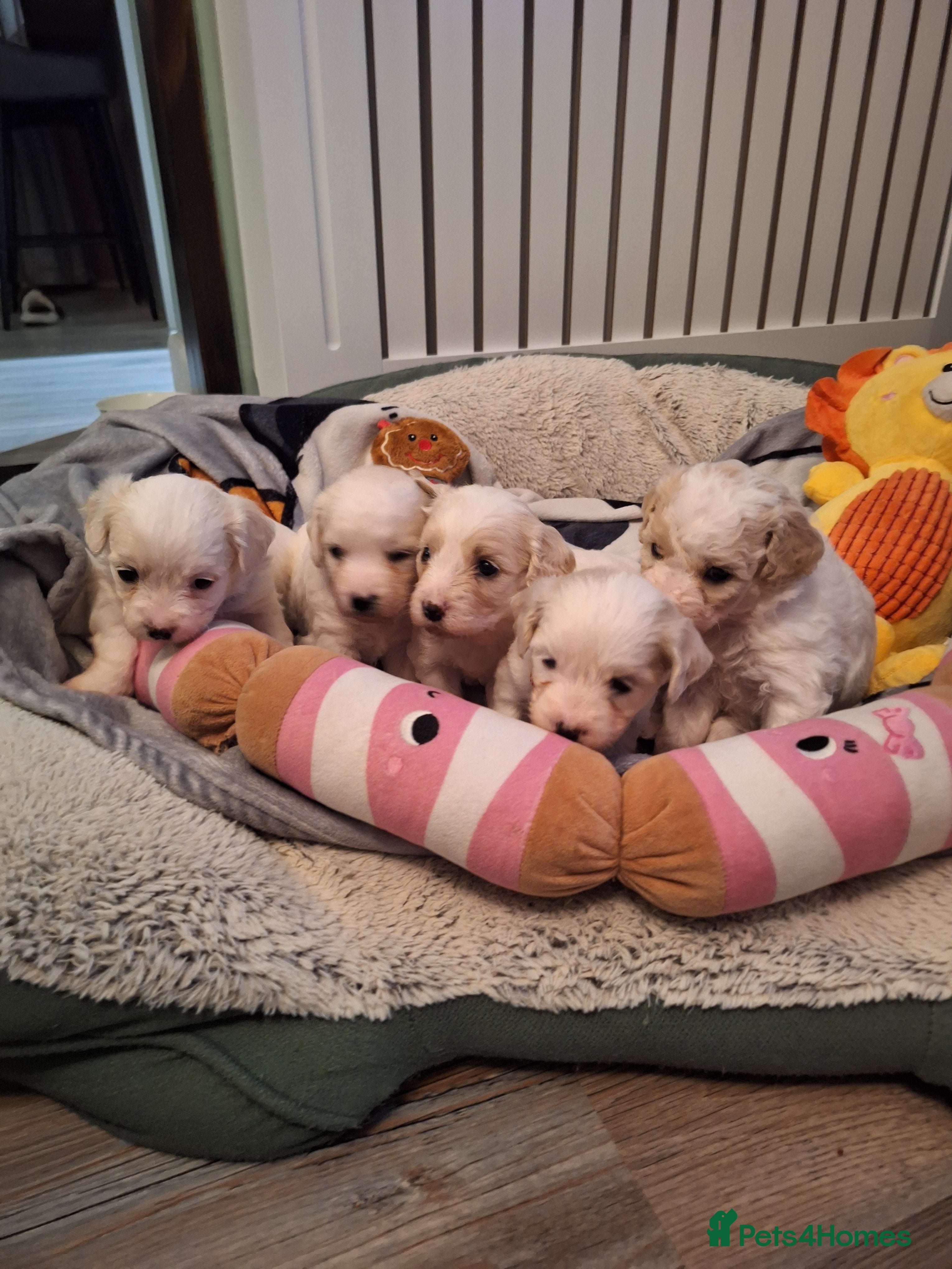 Cavachon dogs Beautiful Cavachon Puppies Needing Forever Homes - Advert 3