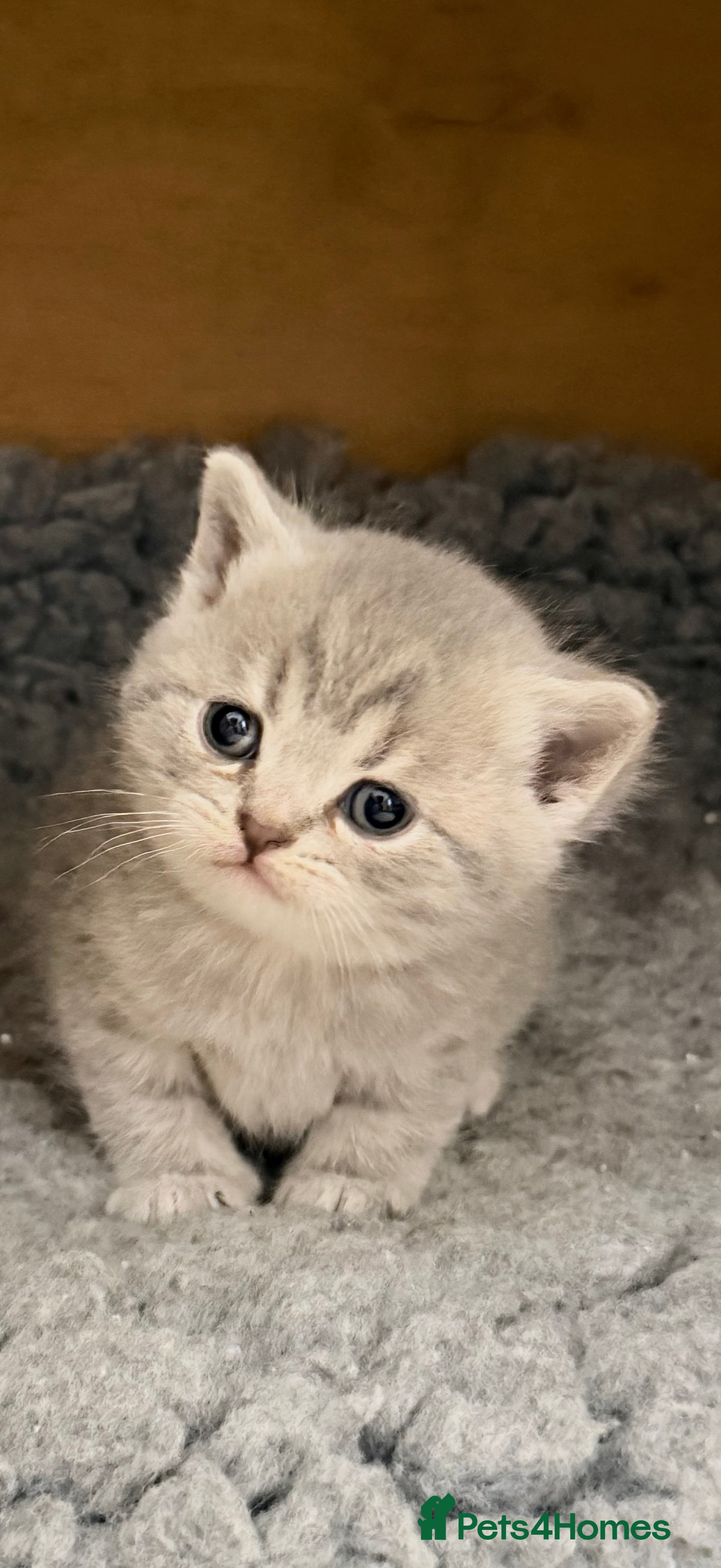 British Shorthair cats British Shorthair  - Advert 2