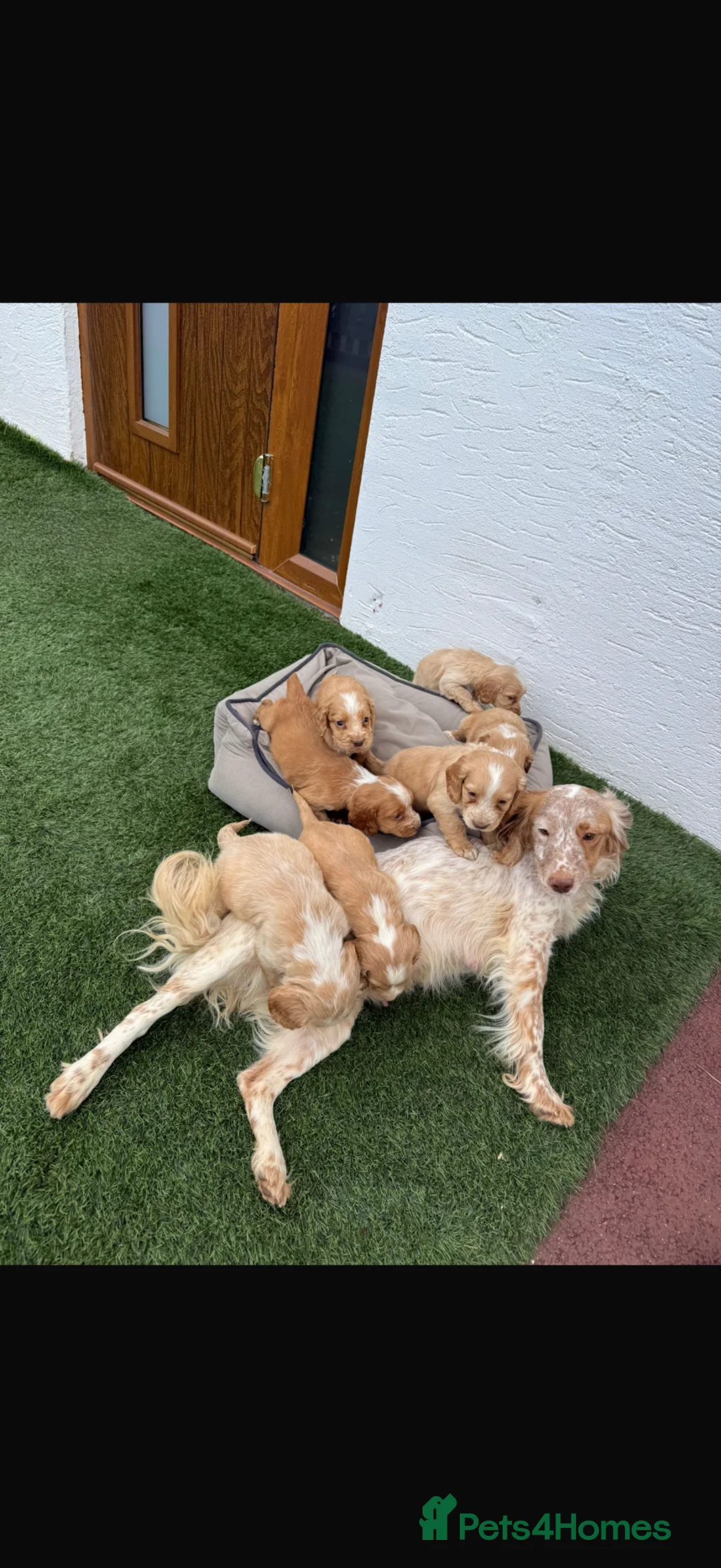 Cocker Spaniel dogs for sale: Gold cocker spaniel puppys in Gloucester - Advert 2