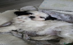 Shih Tzu dogs for sale: Last two puppies from liter 🐶🐶 - Image 24